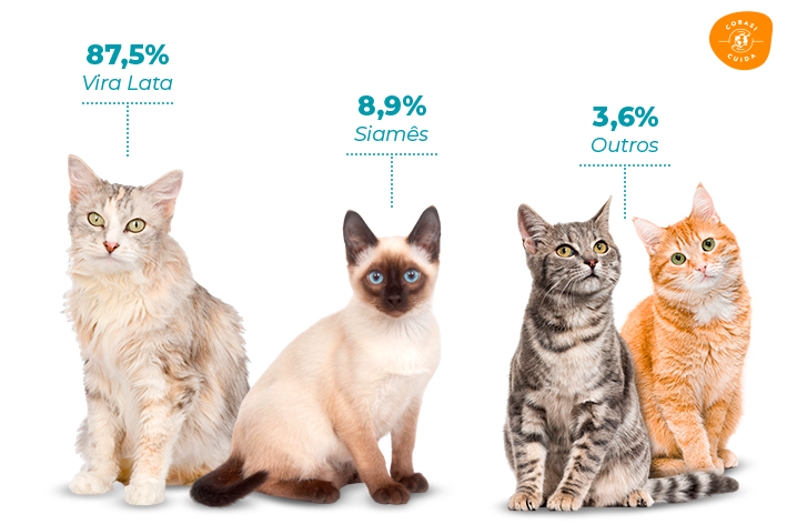 número de gatos abandonados por raça