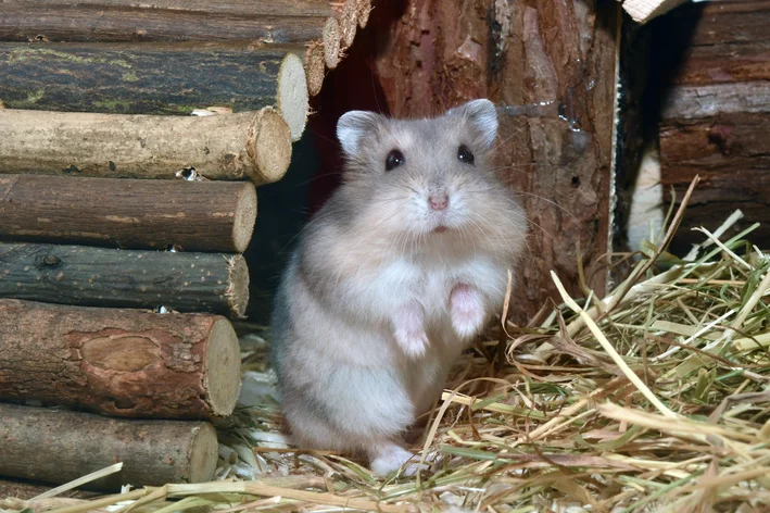 hamster está na lista de animais de hábitos noturnos