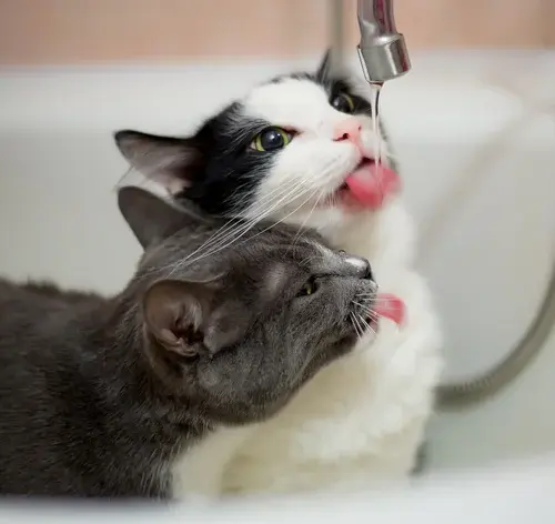 gatos com hipertireoidismo bebendo água