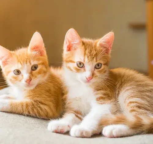 ideias de nomes para gatos laranjas