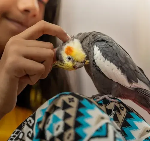 mulher procurando piolho de calopsita