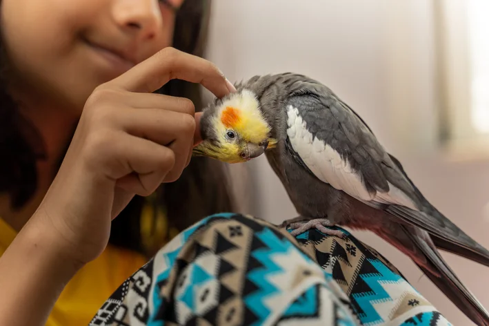 mulher procurando piolho de calopsita