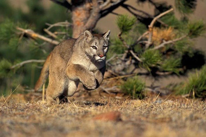 o puma também é um animal de hábitos norturnos