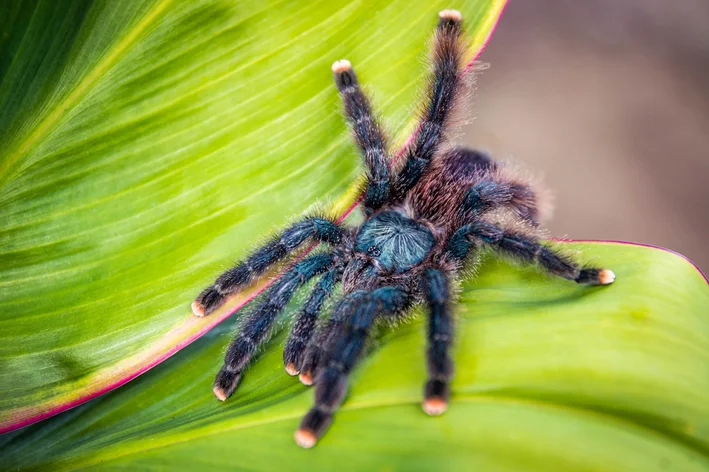 tarantula andando na folha