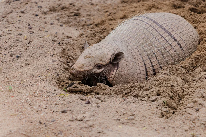 tatu enterrado na terra