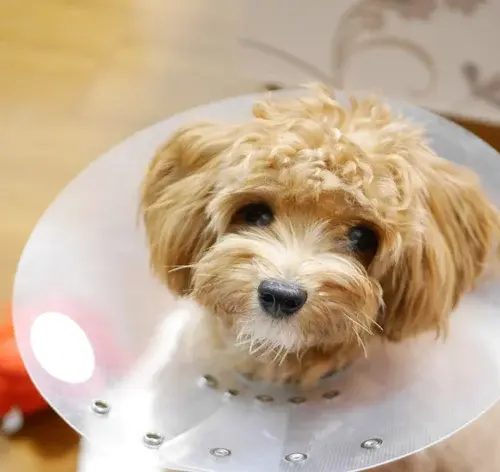 Um cachorro castrado pode cruzar? 1
