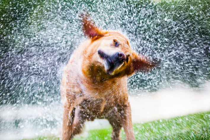 cachorro molhando se balançando