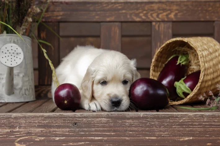 cachorro pode comer berinjela crua