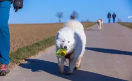 Cachorro comendo repolho