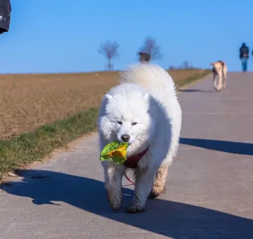 Cachorro comendo repolho