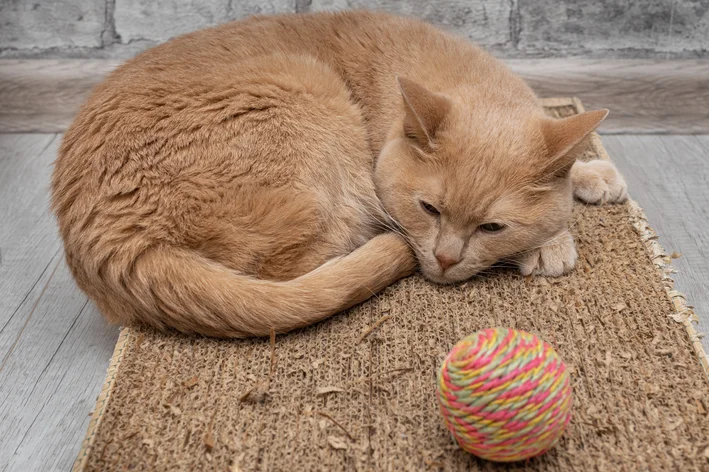 gato com depressão após onicectomia 