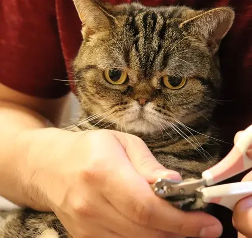 Mulher fazendo onicectomia em gato