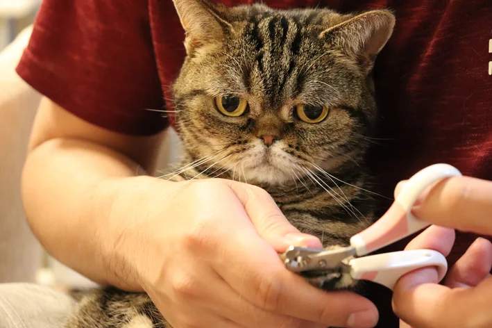 Mulher fazendo onicectomia em gato