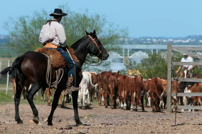 raça de cavalo Crioulo