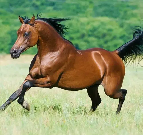 cavalo árabe