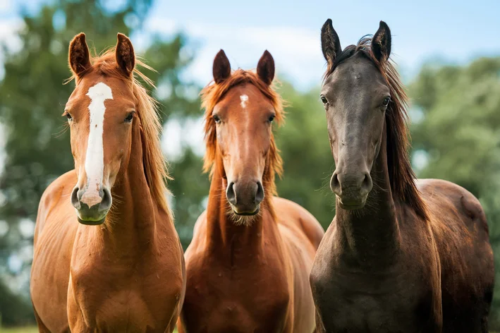 tipos de cavalos no Brasil