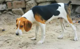 Cachorro com caudectomia na praia