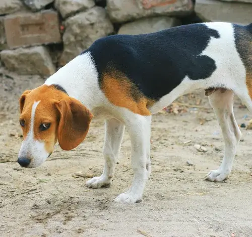 Cachorro com caudectomia na praia