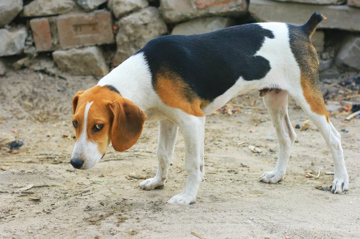 Cachorro com caudectomia na praia