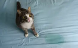 gato fazendo xixi na cama do tutor