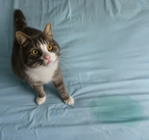 Descubra o porquê o seu gato está fazendo xixi na cama e como evitar 1