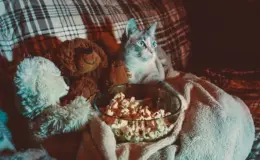 gato assistindo filme no sofá