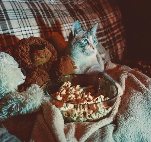 gato assistindo filme no sofá