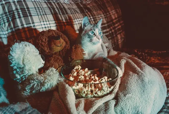 gato assistindo filme no sofá