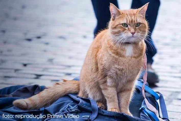 Um gato de rua chamado bob