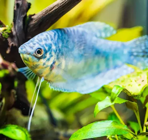 tricogaster azul no aquário
