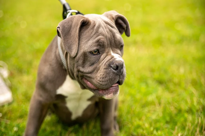 cachorros parecidos com pitbulls Olde English Bulldogge