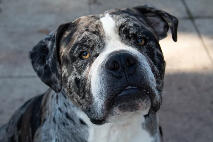 cachorros parecidos com pitbulls Alapaha Blue Blood Bulldog