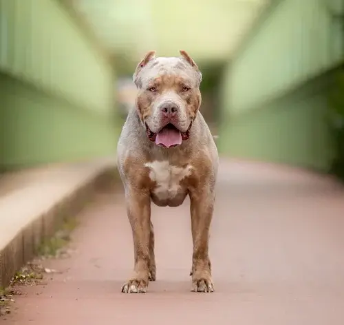 pitbulls