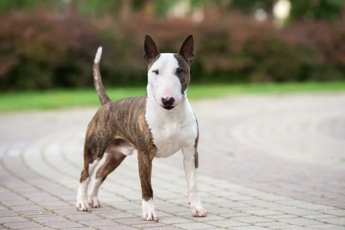 raças parecidas com pitbull