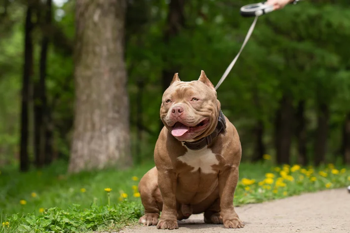 raca de cachorro parecido com pitbull