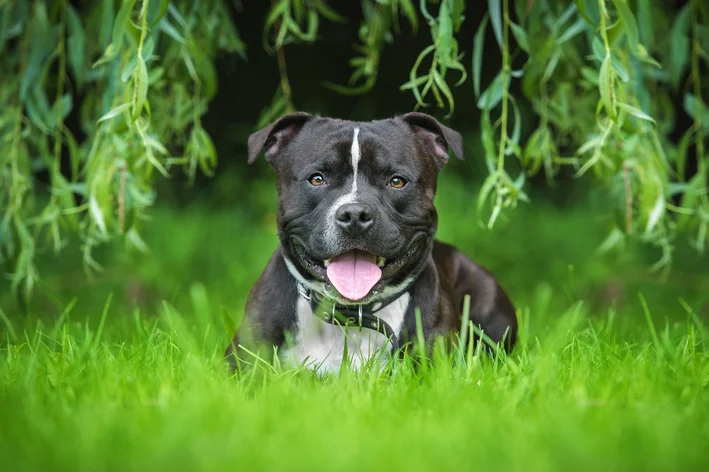 raças de cachorros parecidos com pitbulls