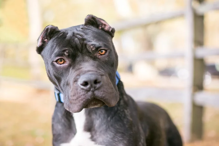 cachorros parecidos com pitbulls Bullmastiff