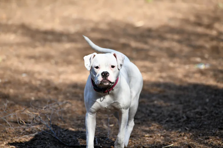 raças que parece pitbull