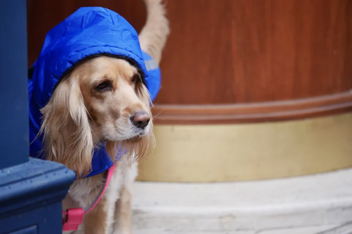 nome chique para cachorra fêmea