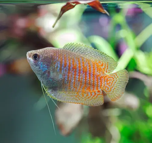 peixe colisa no aquário