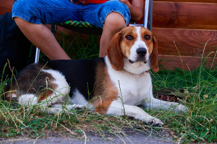 cachorro foxhound americano sentado