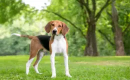 cachorro de caça no parque