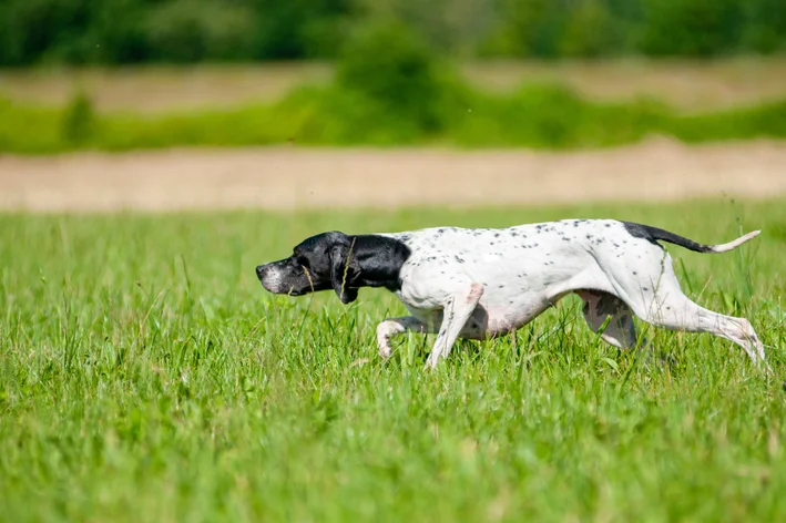 raça cachorro pointer