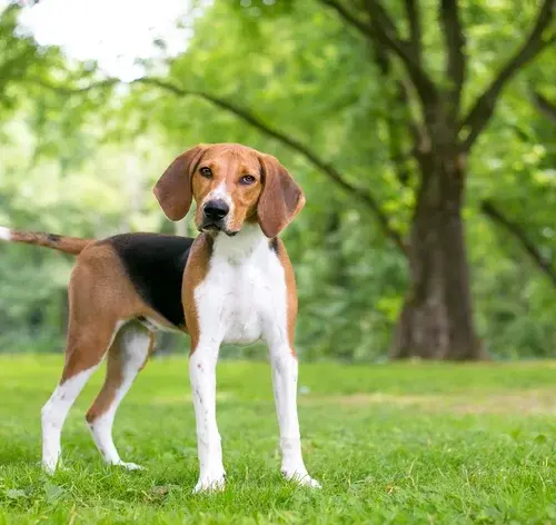 cachorro de caça no parque