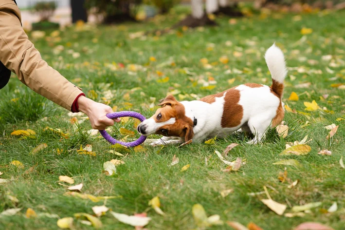 Jack Russell Terrier brincando