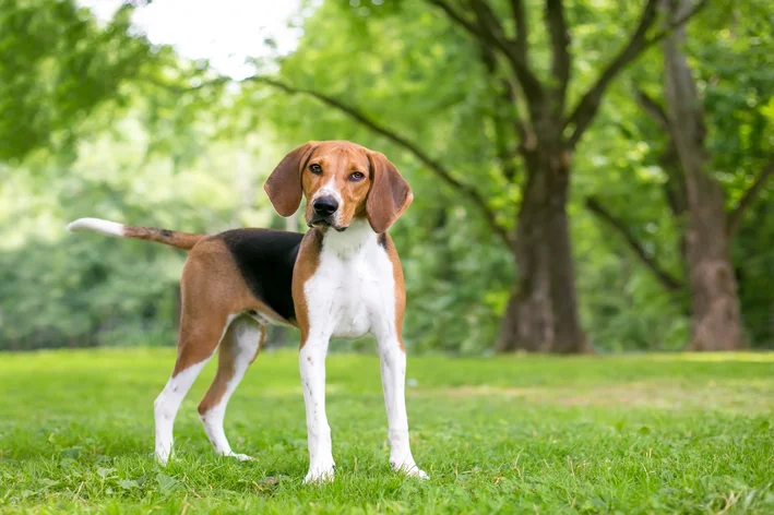 cachorro de caça no parque