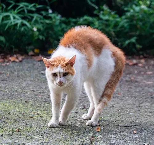 gato arrepiado