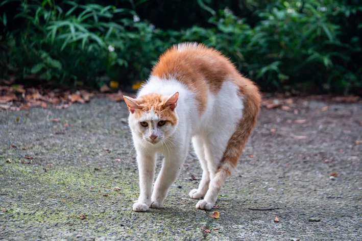 gato arrepiado