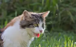 gato com a boca e lingua de fora