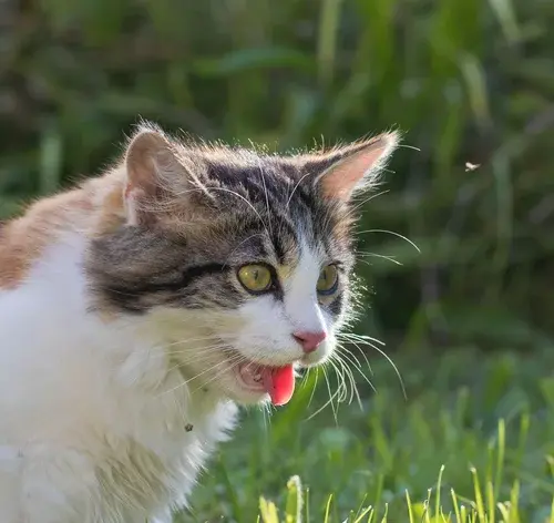 gato com a boca e lingua de fora